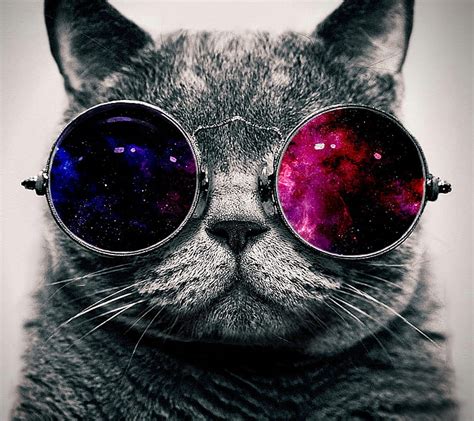 1366x768px, 720P free download | Cool Cat, cute, galaxy, glasses, hipster, HD wallpaper | Peakpx