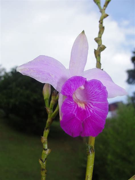 Fotos gratis pétalo botánica rosado flora flor silvestre