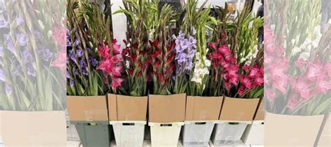 Гладиолусы купить в Москве | Товары для дома и дачи | Авито