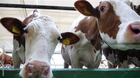 Close Up To Curious Cows Standing In Stall At Modern Dairy Farm Row Of Cattle Looking Into