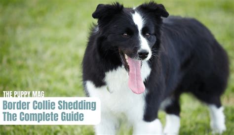 Border Collie Shedding 6 Key Shedding Tips You Must Know The Puppy Mag