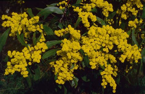 Golden Wattle Climatewatch Australia Citizen Science App