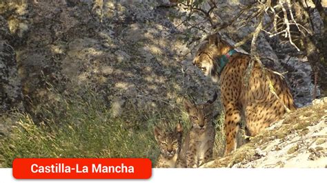 El Gobierno regional consolida la reintroducción del lince en la región