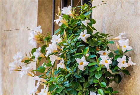 Mandevilla St H N Zahradn Plastov