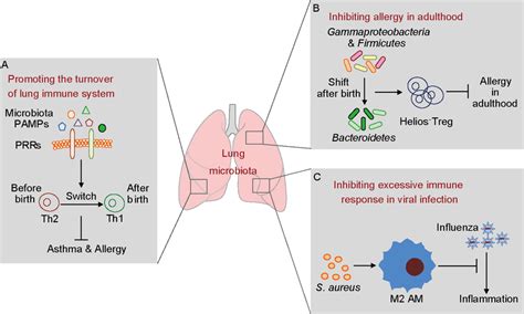 Color Online The Lung Microbiota Play Roles In Lung Homeostasis