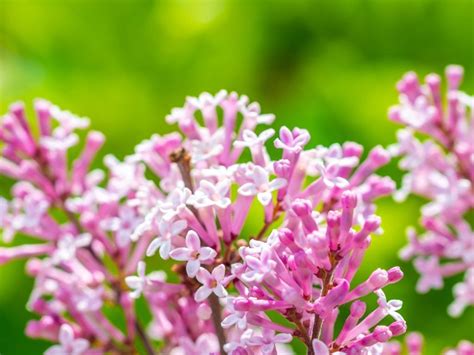 Tips And Information About Lilac Bushes Gardening Know How