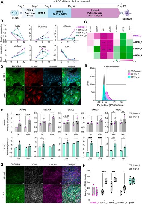 Frontiers Characterization Of Human Stem Cell Derived Hepatic