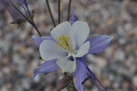 Rocky Mountain Columbine