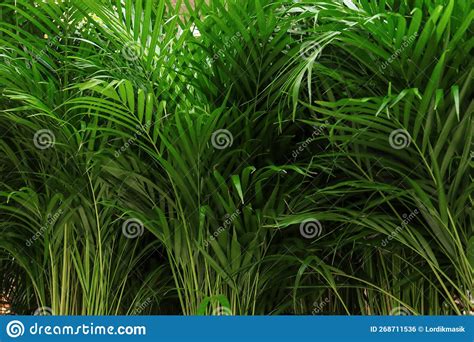 Potted Indoor Plants In A Garden Store The Store Sells Various Green