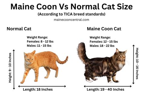 What Is The Average Weight Of A Maine Coon Cat Maine Coon Central