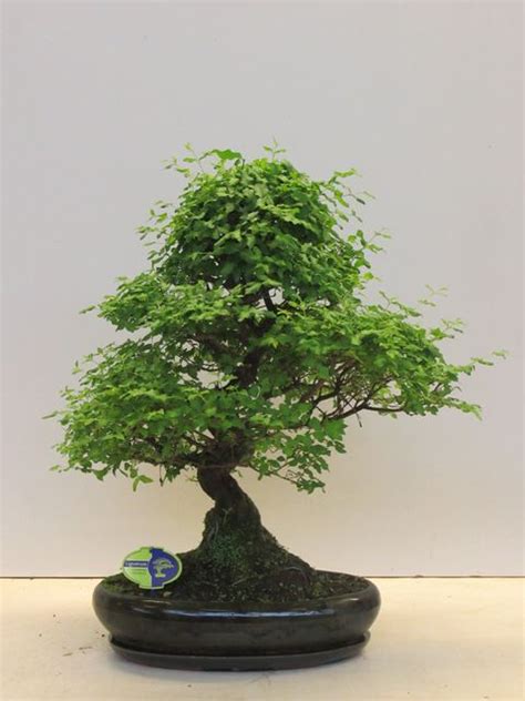 ligustrum sinense plant wholesale floraccess