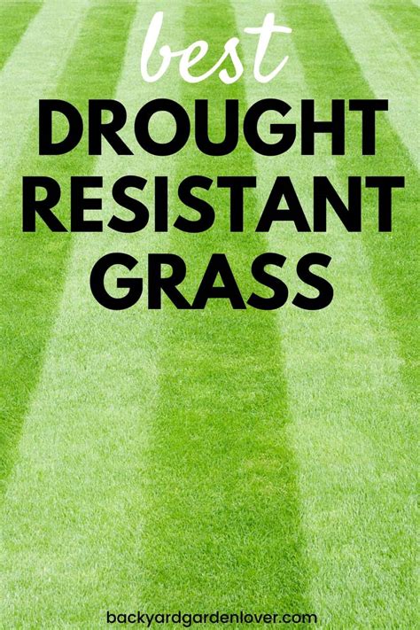 Best Drought Resistant Grass - 5 To Choose From