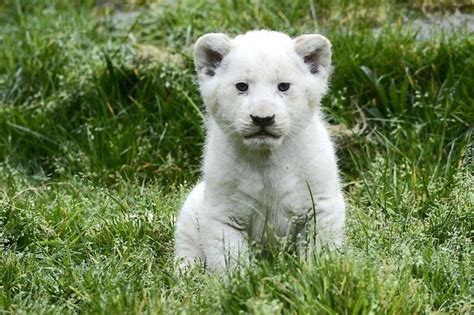 Zoo de Pont Scorff Première sortie pour trois bébés lions blancs