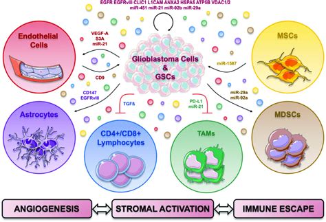 Possible Functions Of Extracellular Vesicles Within The Glioblastoma