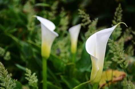 Premium Photo | Calla lily in the garden