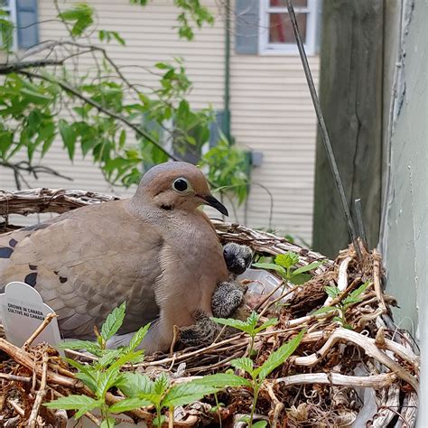 Update: our mourning dove May and her days old babies! 🐣🐣 They nest in