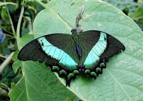 Banco de imagens natureza asa folha flor verde inseto botânica