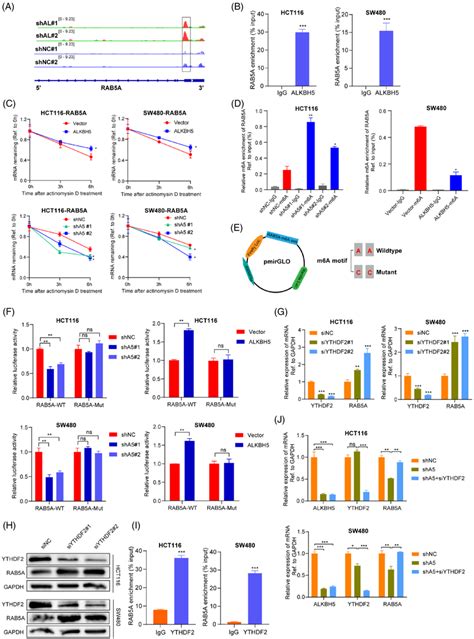 ALKBH5 Enhances The Stability Of RAB5A MRNA Via An YTHDF2m6Adependent