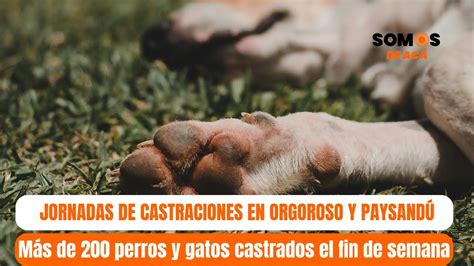 Cerca De Castraciones De Perros Y Gatos Este Fin De Semana En