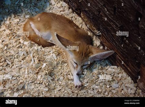 Small Cute Sleeping Fennec Fox Stock Photo Alamy