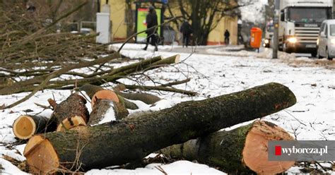 W Toruniu pod topór idzie grubo ponad 1 5 tys drzew ZDJĘCIA