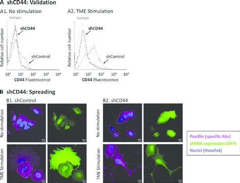 CD44 Knock Down Interferes With TME Induced Cell Spreading MCF 7