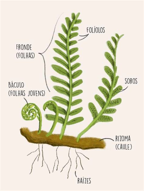 Pteridófitas Características Estrutura E Reprodução