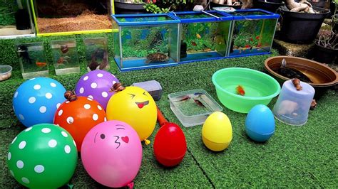 Hore Menangkap Dan Mencampur Ikan Hias Di Kolam Ikan Cichlid Guppy