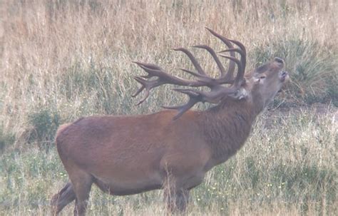 Red Stag Roar | Photo Gallery | El Carrizal Hunting Lodge