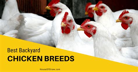 Best Backyard Chicken Breeds - House of Straw