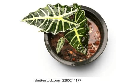 Alocasia Sarian Elephant Ear Ornamental Plant Stock Photo 2285244199