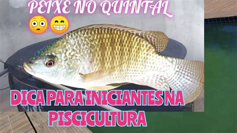 Como Criar Peixe Em Caixa De L Youtube