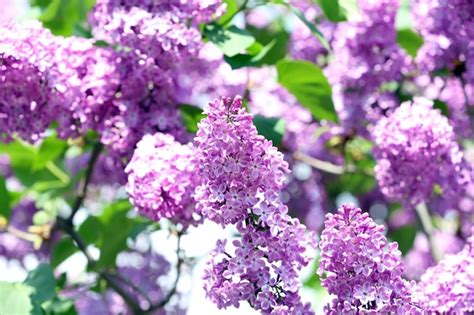 Premium Photo | Spring lilac flowers