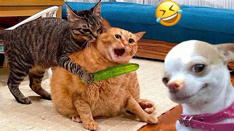 Very Funny Cat And Dog Pictures