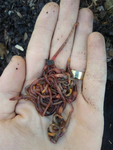 Red Wiggler Live Composting Worms