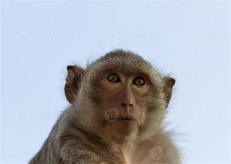 Portrait monkey close up 13098057 Stock Photo at Vecteezy