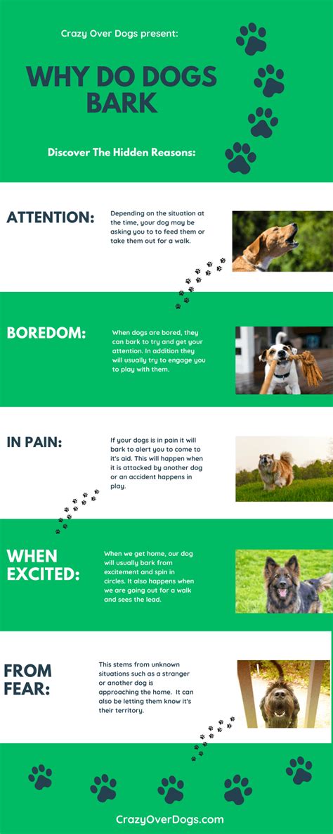 Why Do Dogs Bark Infographic Crazy Over Dogs