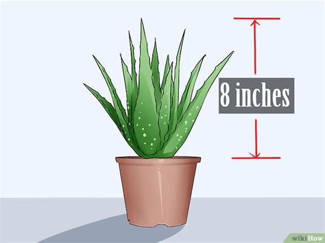 C Mo Extraer El Aloe Vera Pasos Con Im Genes