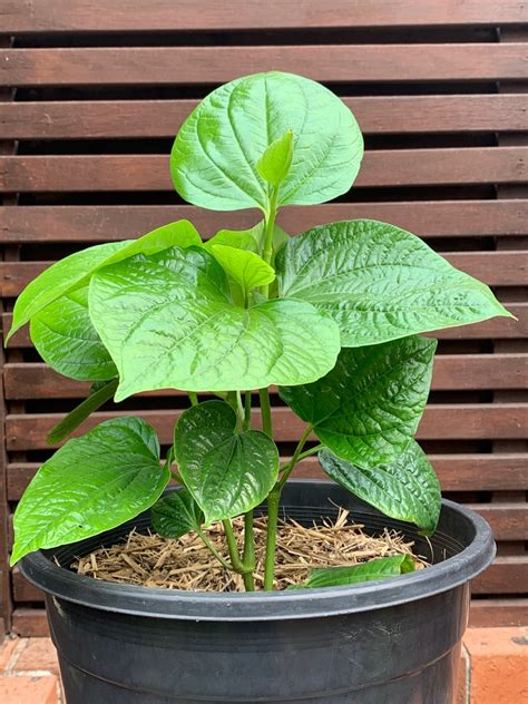 Betel Leaf Plant Growing Guide The Gourmantic Garden