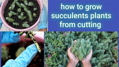 How To Propagate Succulent Plant From Cutting Youtube