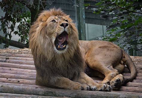 838838 Big Cats Lions Yawn Rare Gallery Hd Wallpapers