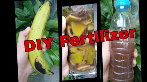 How To Make Fertilizer From Banana Peelstep By Stepbananasagingfertilizerdiy Banana