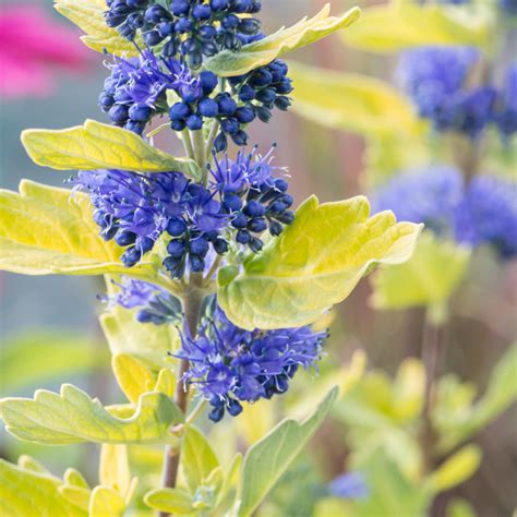 Szkółka Bylin Dobrepole Caryopteris x clandonensis Gold Crest