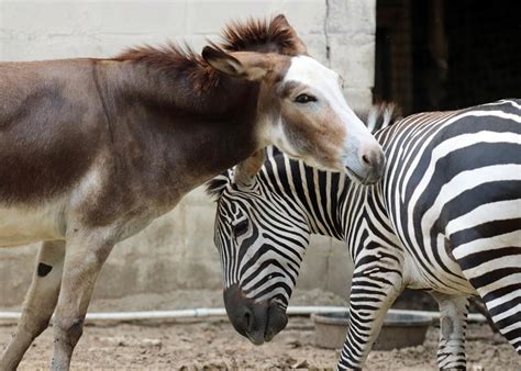 Donkey and Zebra by Jack-13 on DeviantArt