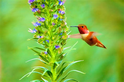 Colibri Fond Décran Hd Image 2048x1366