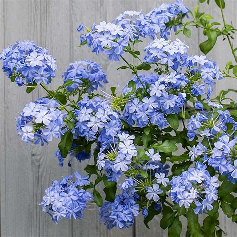 Plumbago 'Imperial Blue' from Rush Creek Growers