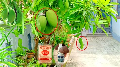 Best Liquid Organic Fertilizer For Fast Fruit Mango Tree For Beginners