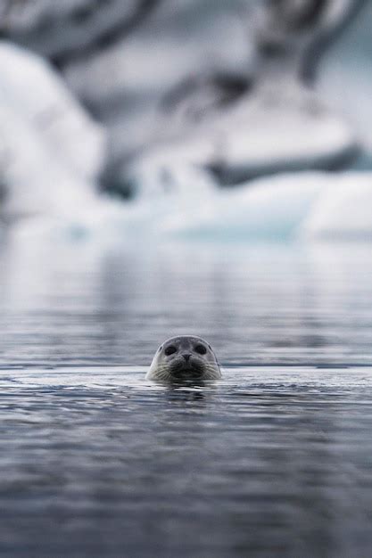 Premium Photo Cute Seal Playing In Glacier Lagoon Iceland