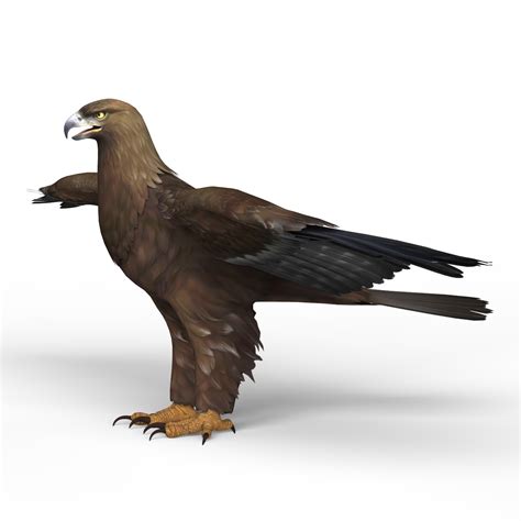 ArtStation - Eagle 3D Model | Resources