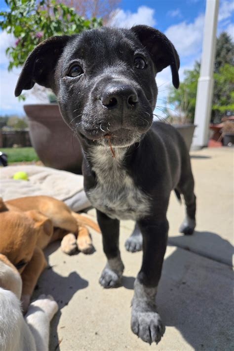 New Hope Cattle Dogs Rescue - New Hope Cattle Dogs